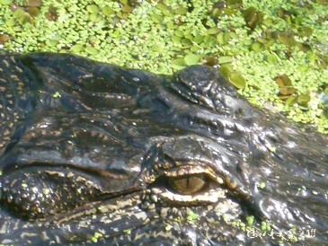 Alligator des Bayoux en Louisiane