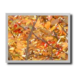 Feuillage d'automne couleur soleil  Poster encadré