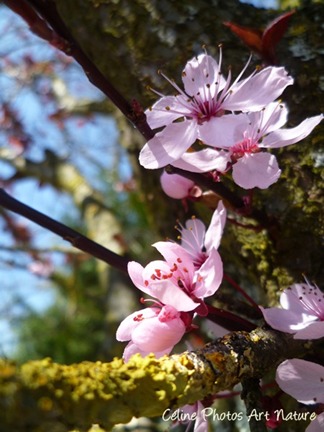 Poster de fleurs de prunus
