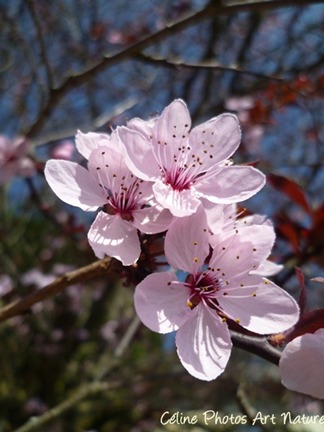 Poster de fleurs de prunus