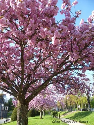 Prunus en fleurs printemps 2015 de Céline Photos Art Nature