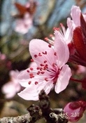 Fleur de Prunus  Photo sur toile