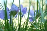 " Les violettes "  Photo sur toile